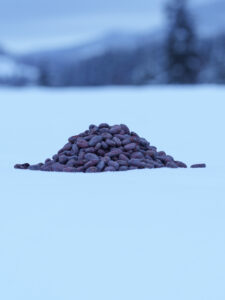 Rå Myrvann cacobønner
